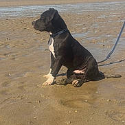 Baïron participe au concours pour gagner de l'argent avec cette photo : dog, black_dog, white_chest, white_paws, sitting, beach, shoreline, sand, tidal_flat, coast, water, leash, collar, outdoors, daylight, blue_sky, landscape, animal, pet, profile