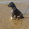 dog, black_dog, white_chest, white_paws, sitting, beach, shoreline, sand, tidal_flat, coast, water, leash, collar, outdoors, daylight, blue_sky, landscape, animal, pet, profile