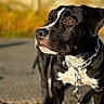 Baïron participe au concours pour gagner de l'argent avec cette photo : dog, black_and_white, portrait, close_up, outdoor, sunlight, short_hair, floppy_ears, brown_eyes, white_markings, white_chest, white_paws, collar, leash, chain, sitting, looking_away, animal, pet, photography
