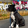 Baïron a rejoint le concours — aidez-le/la à gagner de superbes lots ! dog, black_and_white, sitting, leash, collar, chain_collar, outdoor, graffiti, street_art, urban, pavement, portrait, animal, pet, short_hair, white_chest, white_paws, alert, side_profile, daylight