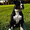 dog, black_and_white, pet, animal, sitting, outdoors, park, grass, leash, collar, portrait, short_hair, canine, facial_markings, white_chest, white_paws, greenery, trees, daylight, nature