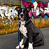 dog, black_and_white, sitting, portrait, pet, leash, collar, graffiti, street, pavement, outdoor, urban, animal, canine, short_hair, white_chest, white_paws, floppy_ears, serious_expression, photography