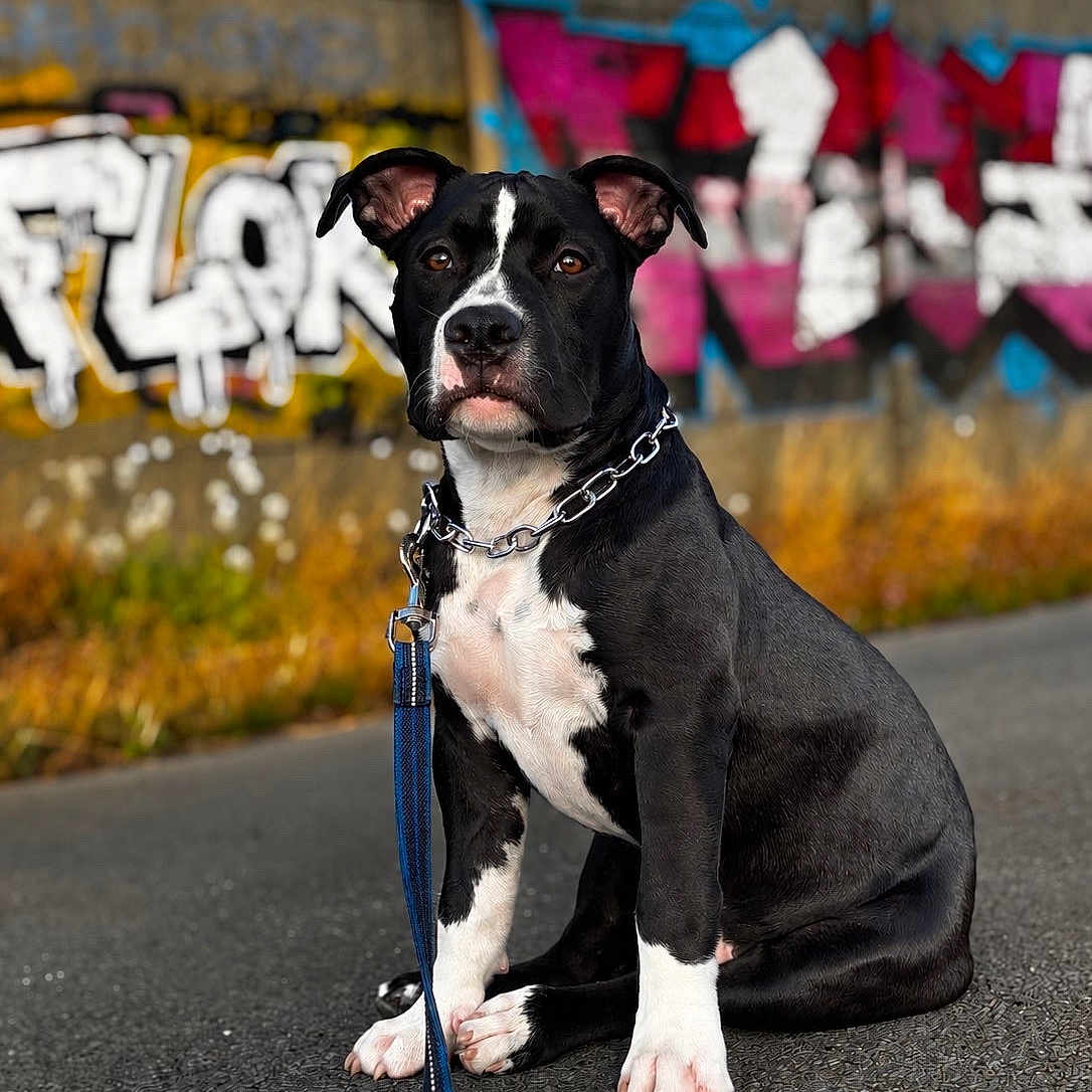 Baïron a rejoint le concours — aidez-le/la à gagner de superbes lots ! dog, black_and_white, sitting, portrait, pet, leash, collar, graffiti, street, pavement, outdoor, urban, animal, canine, short_hair, white_chest, white_paws, floppy_ears, serious_expression, photography