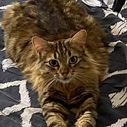 Tally a rejoint le concours — aidez-le/la à gagner de superbes lots ! cat, tabby, fluffy, pet, animal, feline, bed, bedspread, pattern, striped, stretching, whiskers, ears, paws, cute, indoor, relaxed, looking, fur, closeup