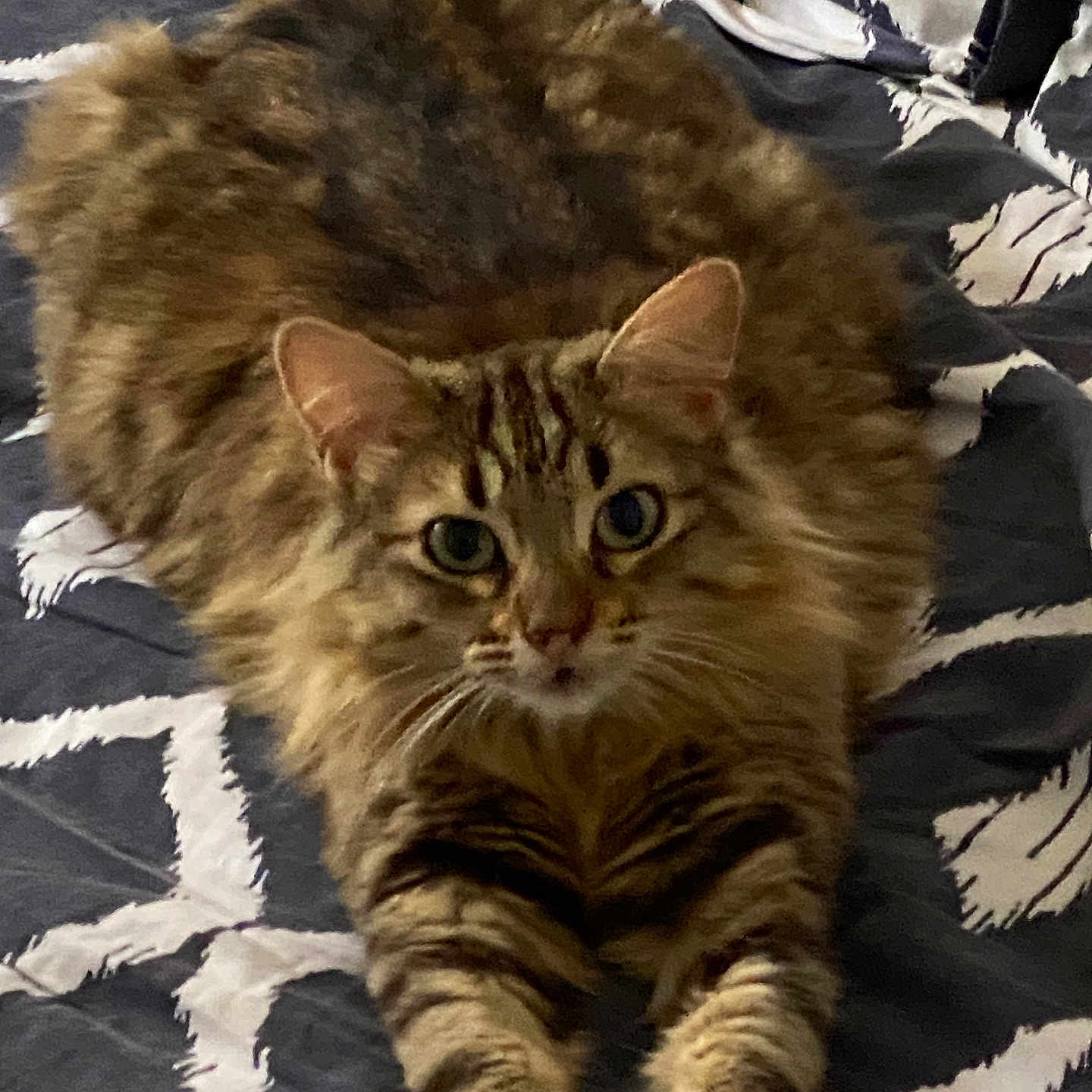 Tally a rejoint le concours — aidez-le/la à gagner de superbes lots ! animal, bed, bedspread, cat, closeup, cute, ears, feline, fluffy, fur, indoor, looking, pattern, paws, pet, relaxed, stretching, striped, tabby, whiskers