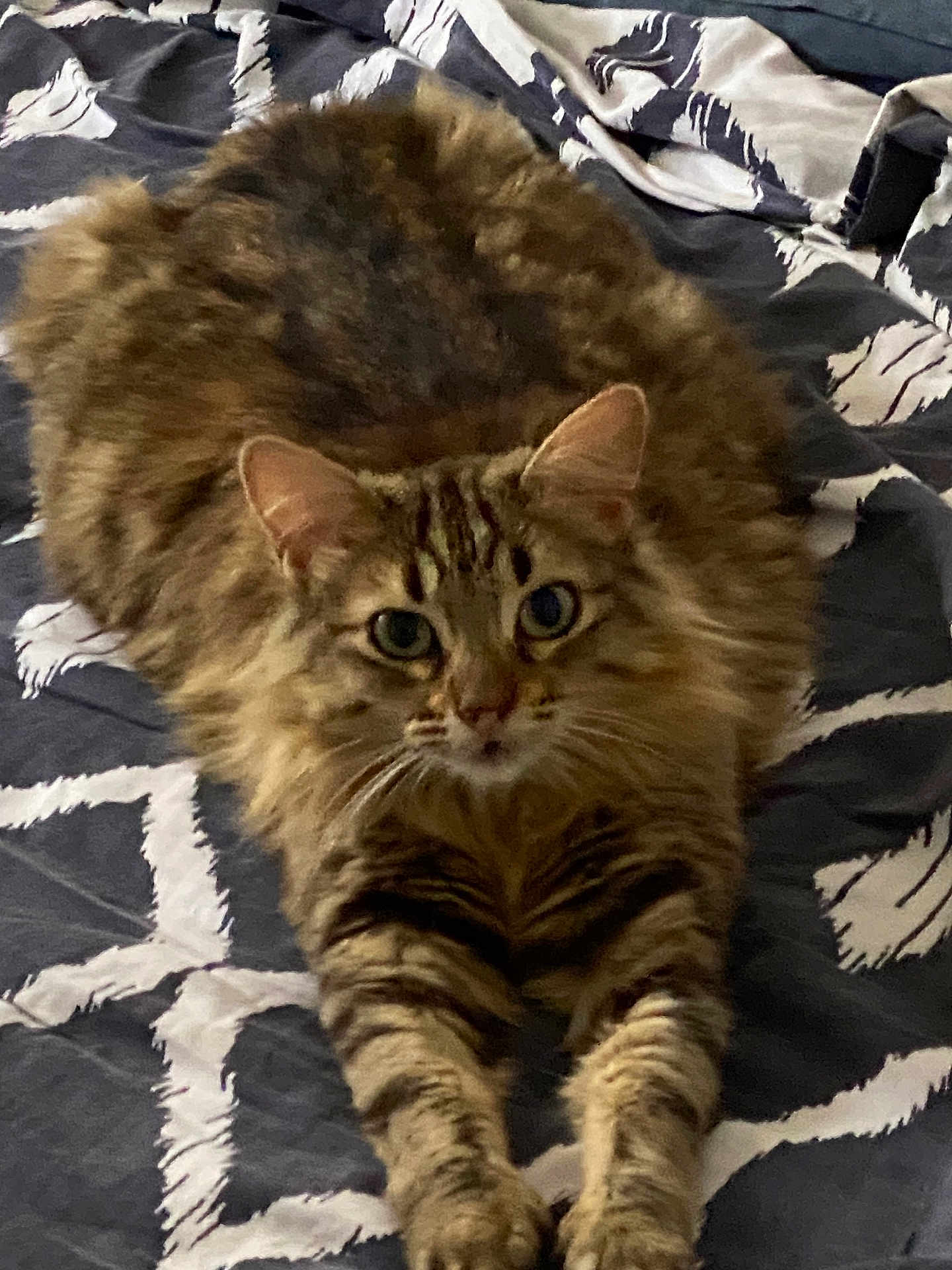 Tally a rejoint le concours — aidez-le/la à gagner de superbes lots ! cat, tabby, fluffy, pet, animal, feline, bed, bedspread, pattern, striped, stretching, whiskers, ears, paws, cute, indoor, relaxed, looking, fur, closeup