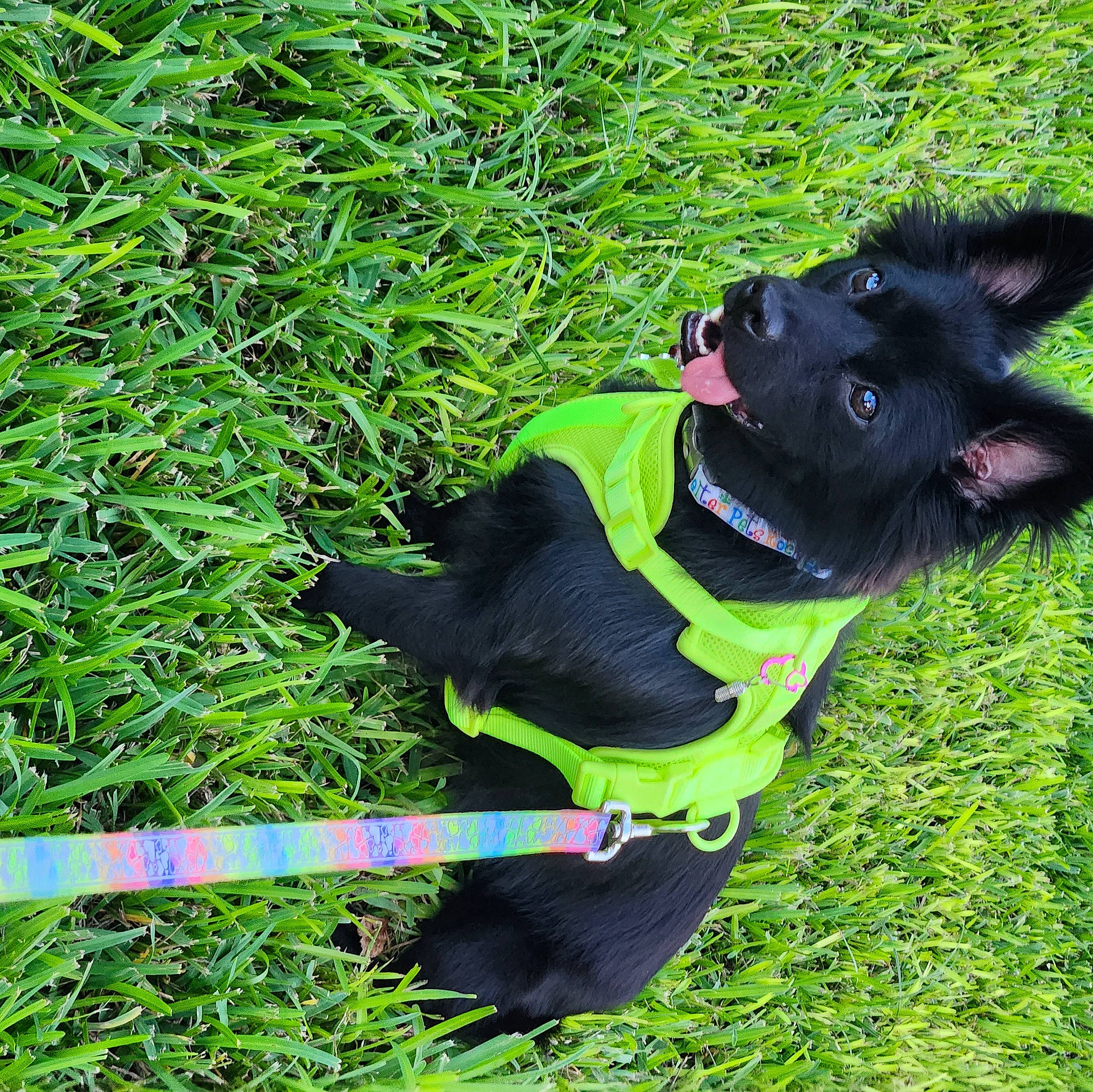 Sparkie is registered to the contest to win money with this photo: carnivore, collar, companion_dog, dog, dog_breed, dog_clothes, dog_collar, dog_supply, fashion_accessory, fawn, grass, groundcover, lawn, leash, pet_supply, plant, snout, sunglasses, tail, working_animal