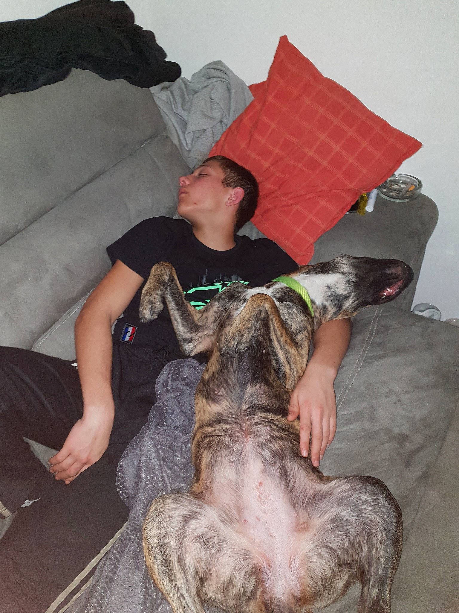 Tara a rejoint le concours — aidez-le/la à gagner de superbes lots ! canidae, carnivore, dog, dog_breed, irish_wolfhound, non_sporting_group