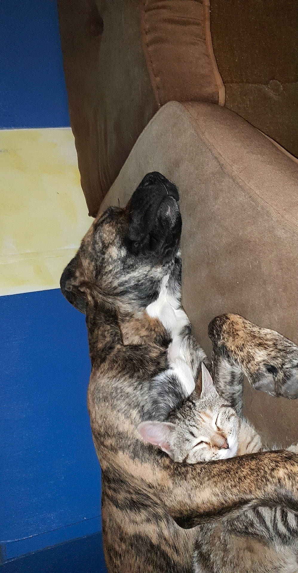 Tara a rejoint le concours — aidez-le/la à gagner de superbes lots ! canidae, carnivore, dog, dog_breed, mammal, non_sporting_group, perro_de_presa_canario