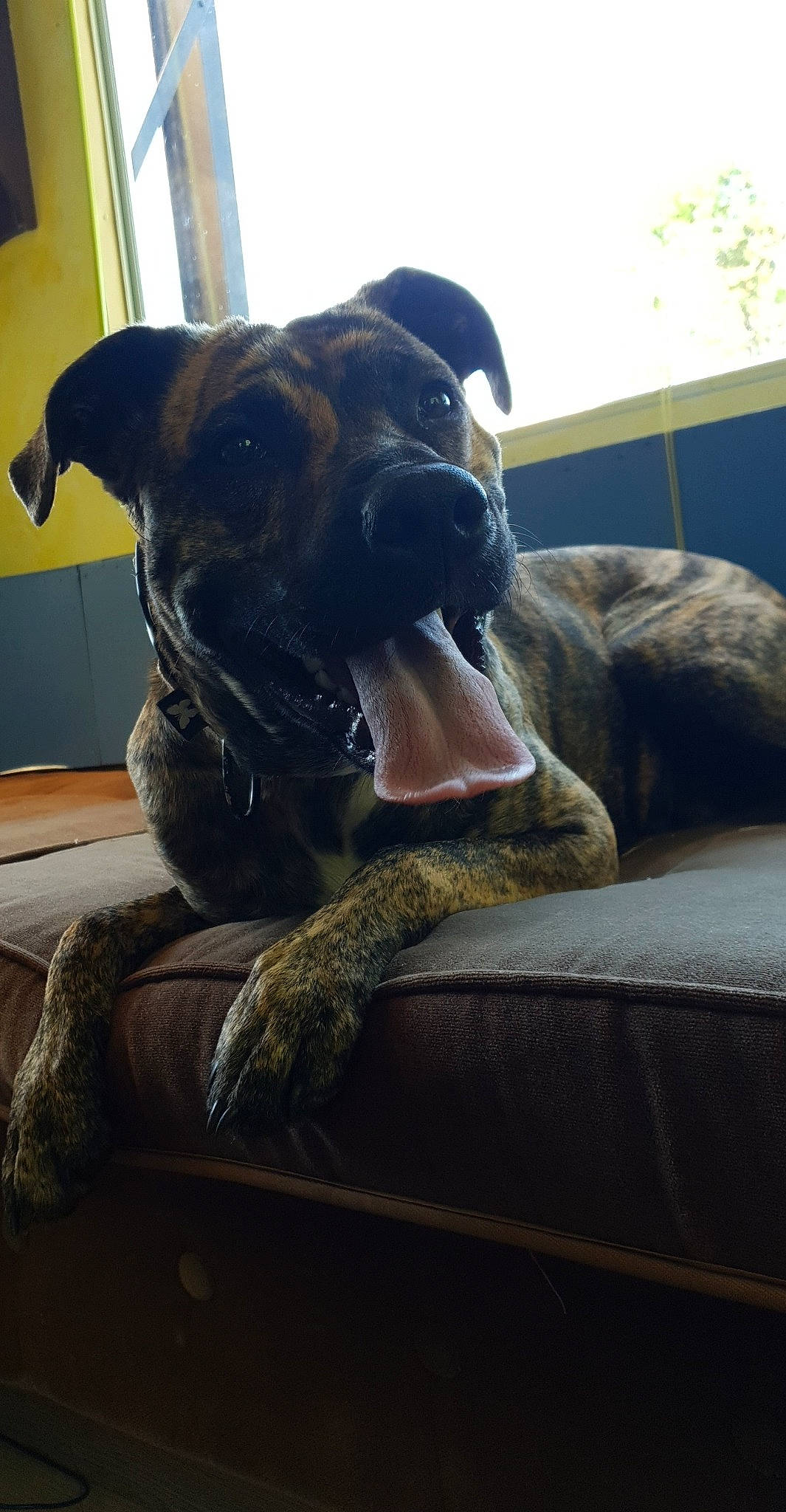 Tara a rejoint le concours — aidez-le/la à gagner de superbes lots ! alaunt, boerboel, boxer, bullmastiff, cane_corso, canidae, carnivore, dog, dog_breed, english_mastiff, fawn, guard_dog, mammal, non_sporting_group, perro_de_presa_canario, snout, sporting_group