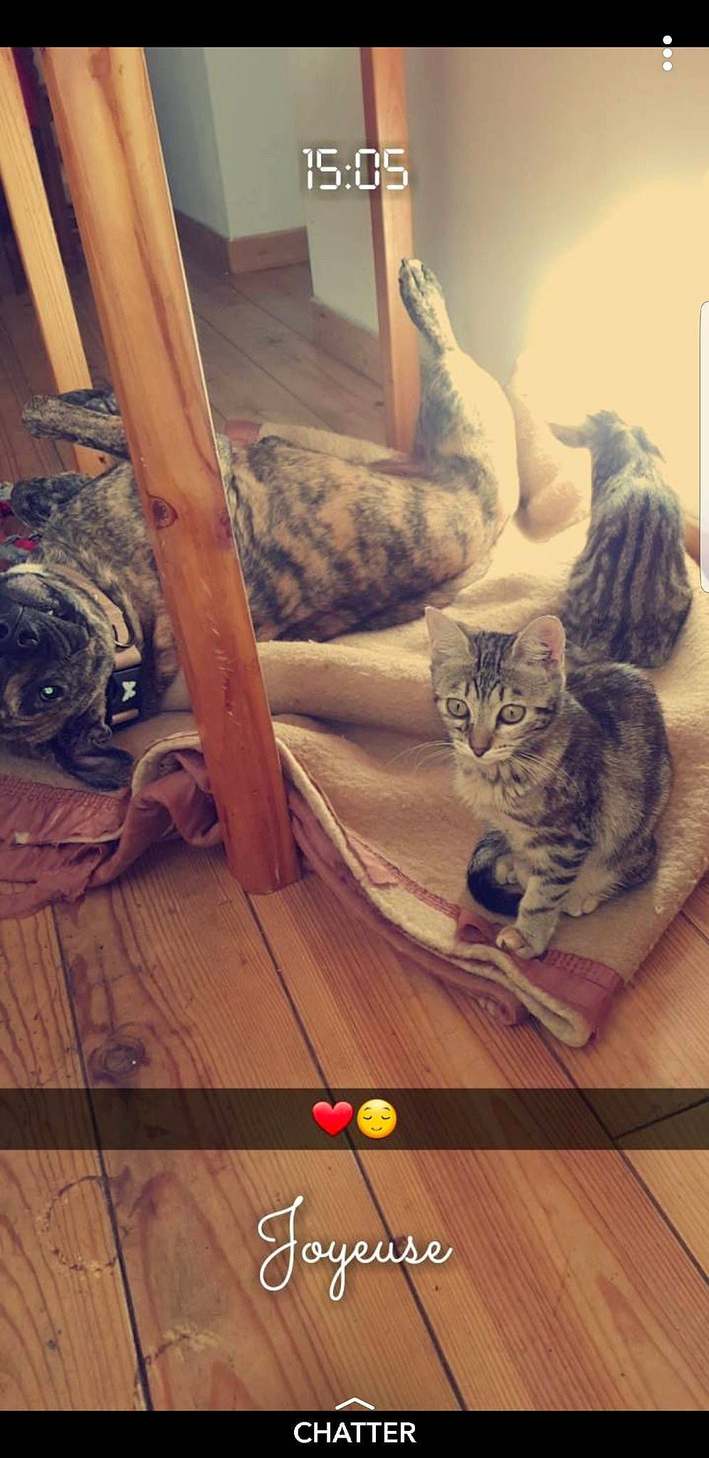 Tara participe au concours pour gagner de l'argent avec cette photo : american_shorthair, asian, bengal, carnivore, cat, domestic_short_haired_cat, dragon_li, egyptian_mau, european_shorthair, felidae, floor, kitten, laminate_flooring, ocicat, photography, pixie_bob, small_to_medium_sized_cats, tabby_cat, whiskers, wood