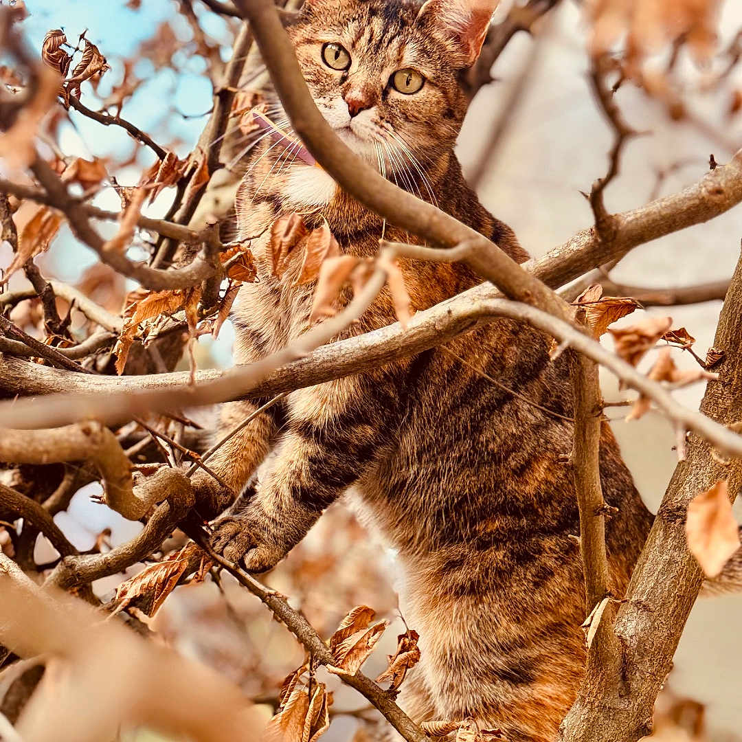 Bella participe au concours pour gagner de l'argent avec cette photo : animal, branches, brown, cat, closeup, curious, daytime, dried_leaves, ears, eyes, feline, fur, nature, outdoor, pet, sky, tabby_cat, tree, whiskers, wildlife