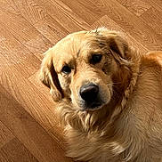 Stark a rejoint le concours — aidez-le/la à gagner de superbes lots ! animal, canine, close_up, companion, cute, dog, domestic_animal, eyes, face, floor, fur, golden_retriever, indoor, laying_down, muddy, muzzle, pet, portrait, relaxed, wooden_floor