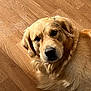 animal, canine, close_up, companion, cute, dog, domestic_animal, eyes, face, floor, fur, golden_retriever, indoor, laying_down, muddy, muzzle, pet, portrait, relaxed, wooden_floor