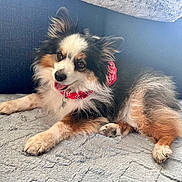 Boyfriend is registered to the contest to win money with this photo: bandana, blanket, canine, collar, companion, couch, cozy, dog, domestic_animal, ears_up, fluffy, fur, happy, indoor, lying_down, paw, pet, resting, tongue_out, tricolor