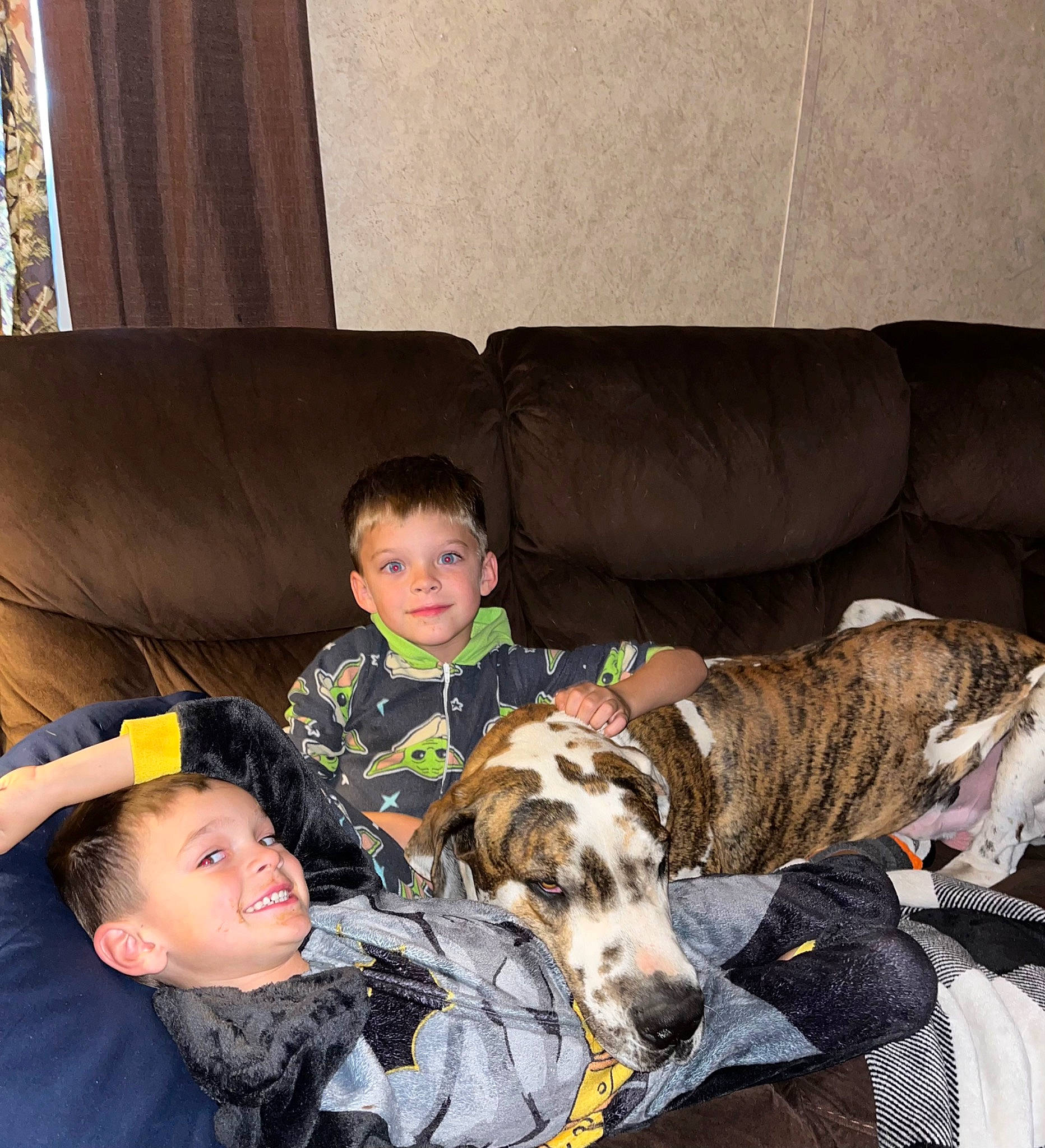 Bruiser joined the competition — help win amazing prizes! canidae, carnivore, comfort, companion_dog, couch, curtain, dog, dog_breed, dog_supply, fawn, fur, lap, non_sporting_group, sharing, sitting, smile, sporting_group, toddler, window, working_animal