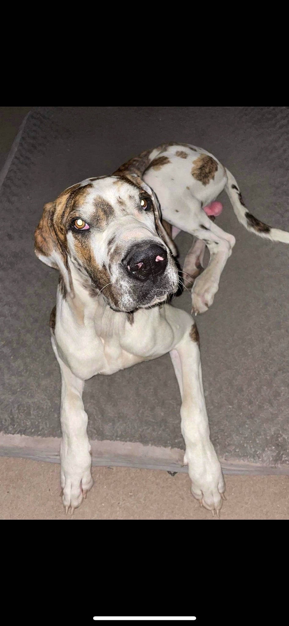 Bruiser is registered to the contest to win money with this photo: ancient_dog_breeds, carnivore, collar, companion_dog, dog, dog_breed, dog_collar, fawn, fur, guard_dog, non_sporting_group, snout, sporting_group, whiskers, working_animal, working_dog