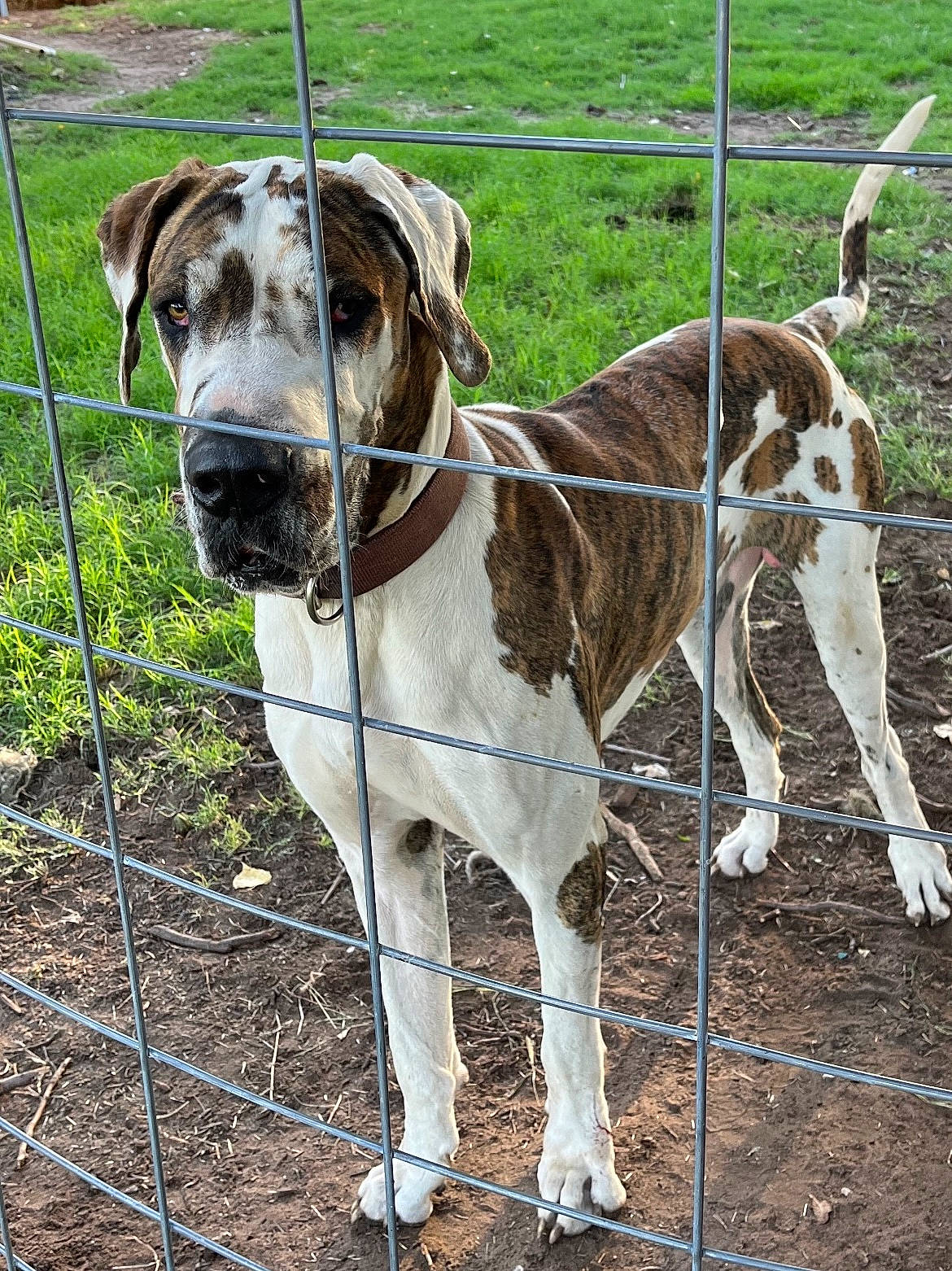 Bruiser is registered to the contest to win money with this photo: canidae, carnivore, collar, companion_dog, dog, dog_breed, dog_collar, dog_supply, fawn, fence, leash, liver, pack_animal, pet_supply, scent_hound, snout, sporting_group, terrestrial_animal, wire_fencing, working_animal