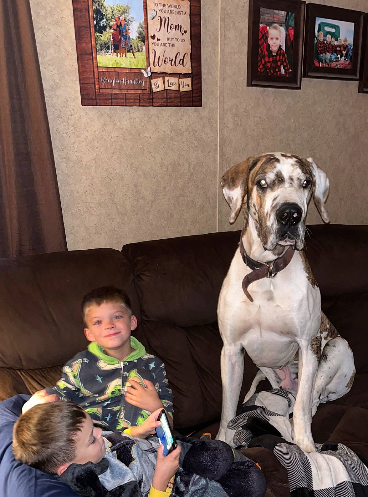 Bruiser is registered to the contest to win money with this photo: canidae, carnivore, collar, comfort, companion_dog, couch, dog, dog_breed, dog_collar, dog_supply, fawn, flooring, fun, lap, leash, picture_frame, sitting, t_shirt, toddler, working_animal