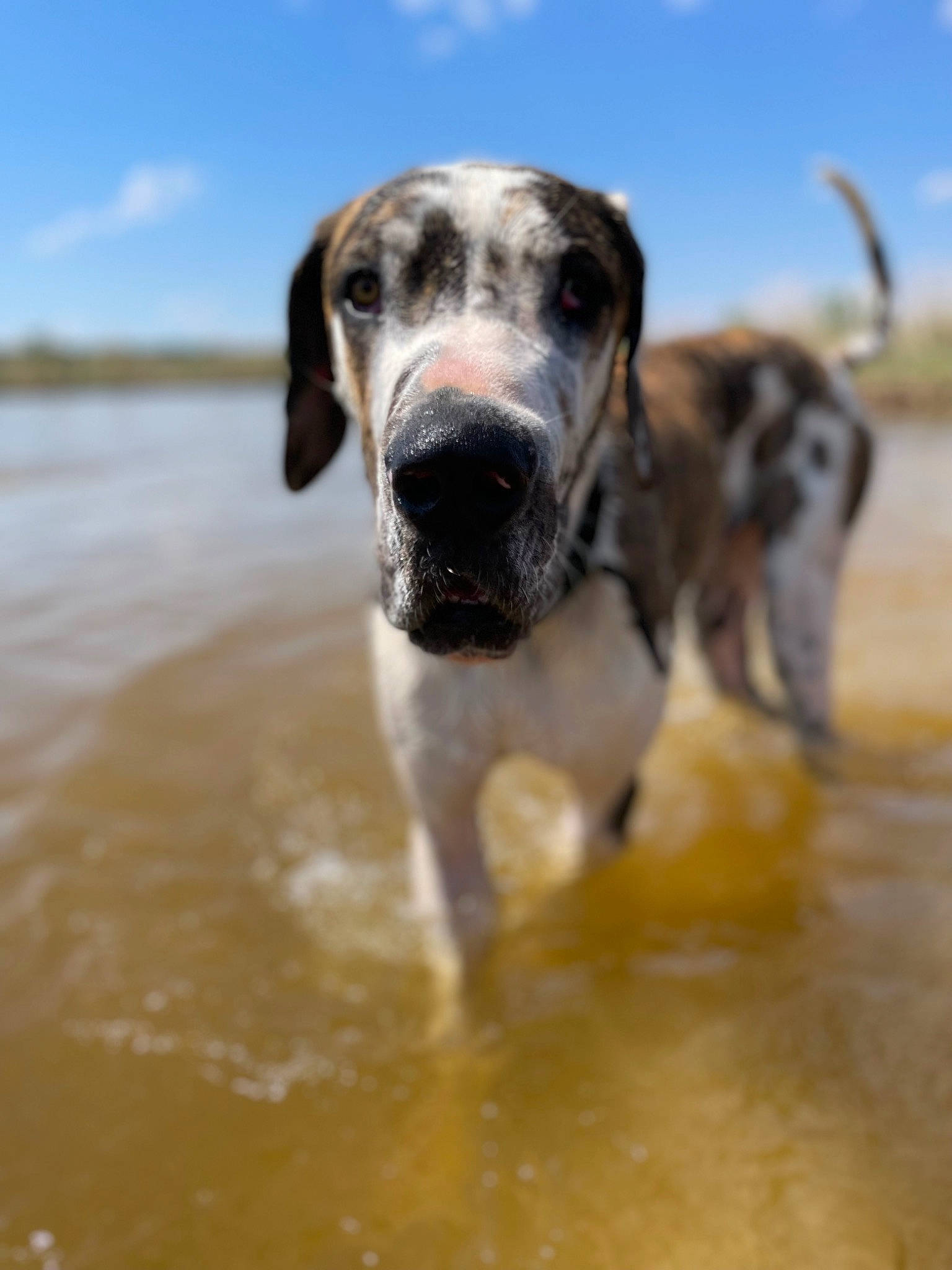 Bruiser is registered to the contest to win money with this photo: beach, canidae, carnivore, cloud, dog, dog_breed, eye, fawn, guard_dog, landscape, liquid, sand, sky, snout, sporting_group, terrestrial_animal, water, wildlife, working_animal, working_dog