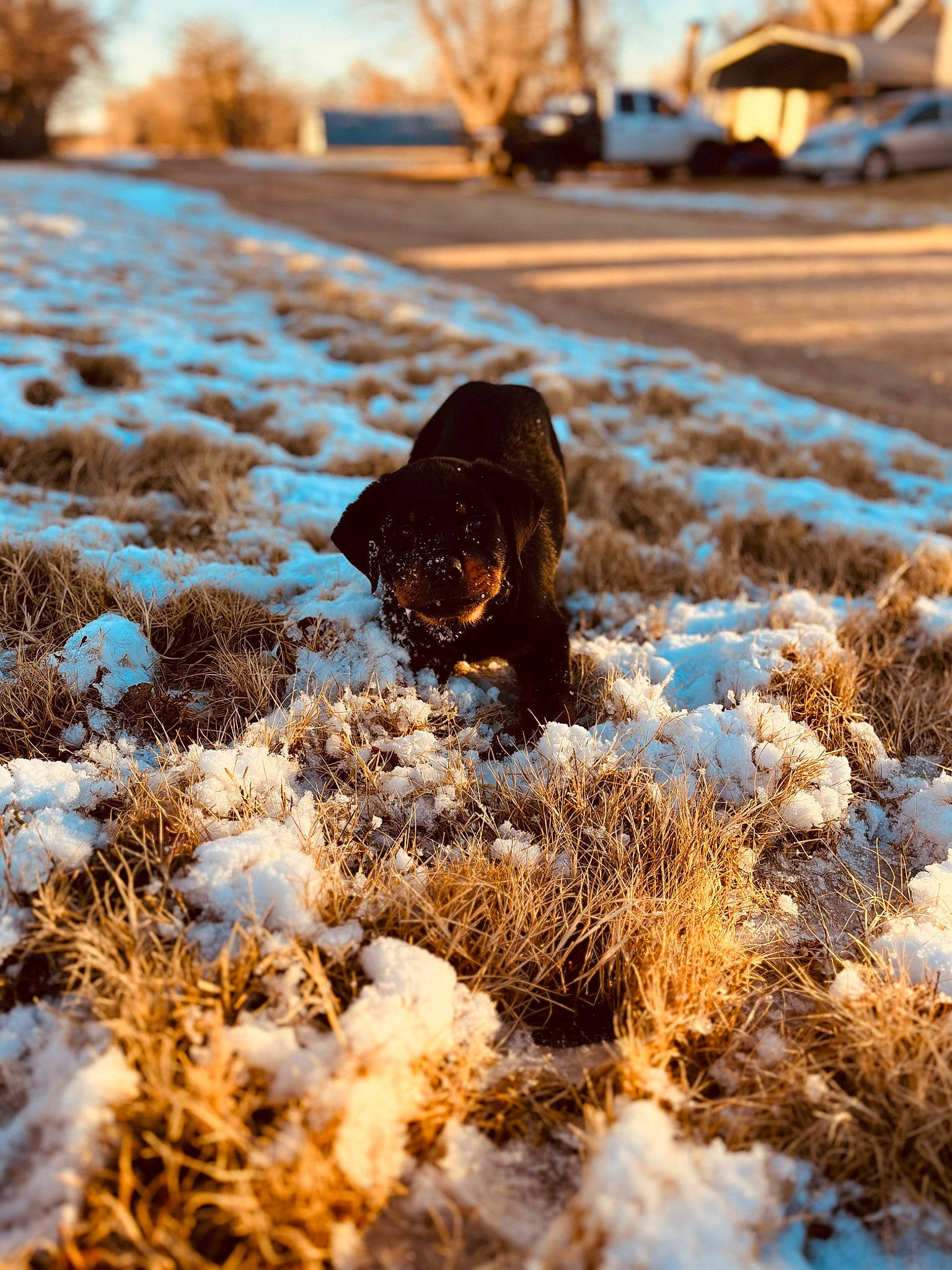 Moose joined the competition — help win amazing prizes! branch, carnivore, daytime, dog, dog_breed, fawn, freezing, grass, landscape, leaf, light, mammal, morning, people_in_nature, photograph, sky, snow, sunlight, vertebrate, wood