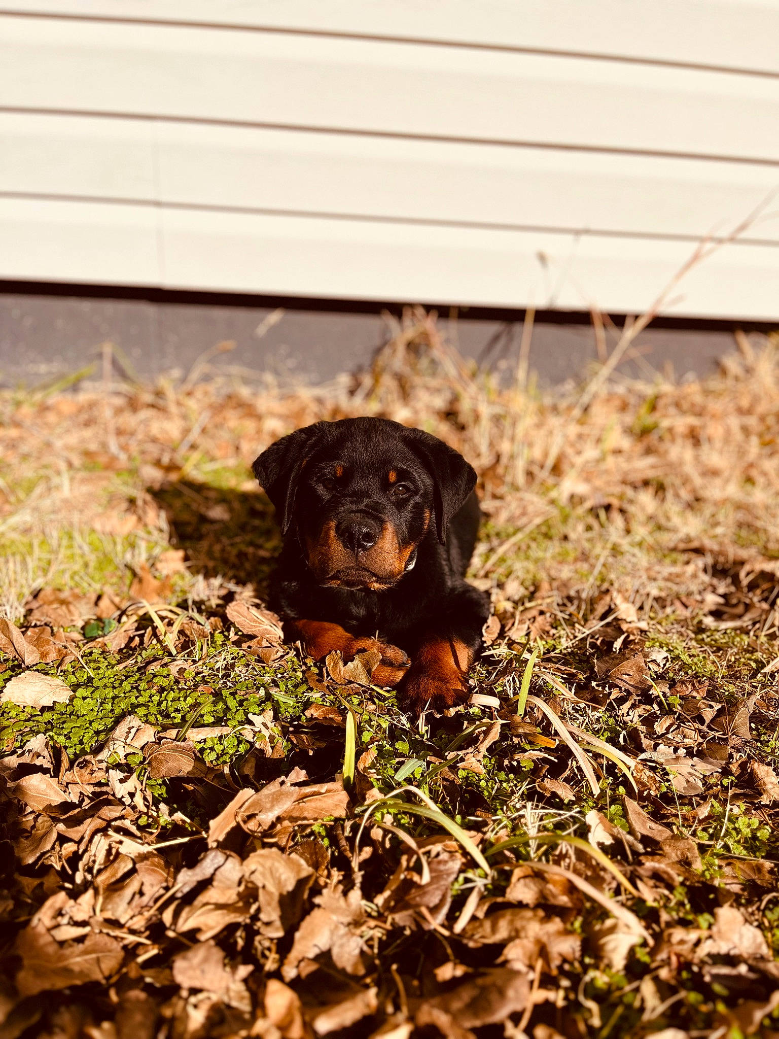 Moose joined the competition — help win amazing prizes! brick, brown, canidae, carnivore, companion_dog, dog, dog_breed, grass, groundcover, hunting_dog, liver, plant, snout, soil, sporting_group, terrestrial_animal, wood, working_animal