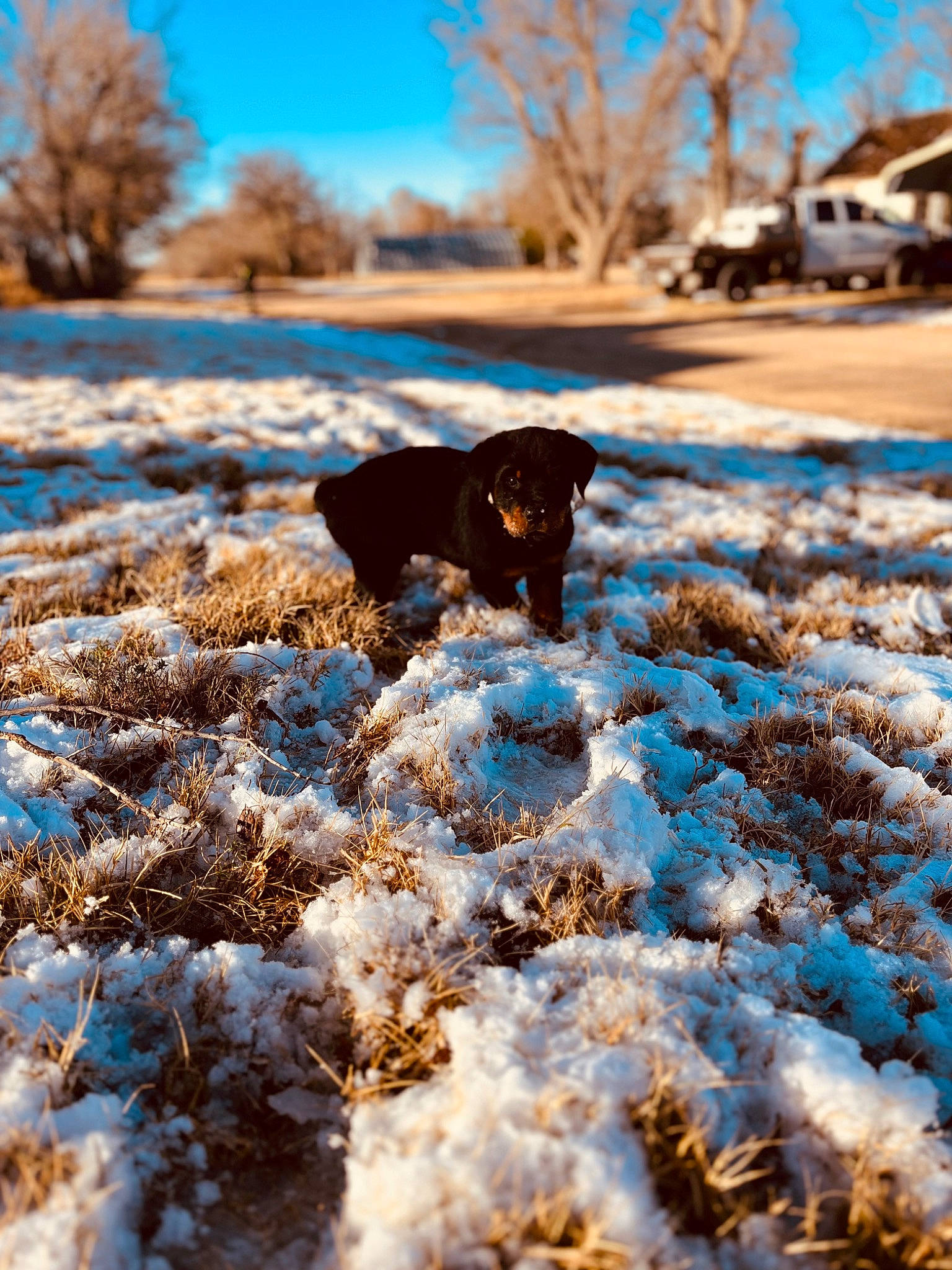 Moose is registered to the contest to win money with this photo: branch, canidae, carnivore, dog, dog_breed, freezing, grass, landscape, mammal, natural_landscape, plant, sky, snow, sporting_group, sunlight, tints_and_shades, tree, vertebrate, winter, wood
