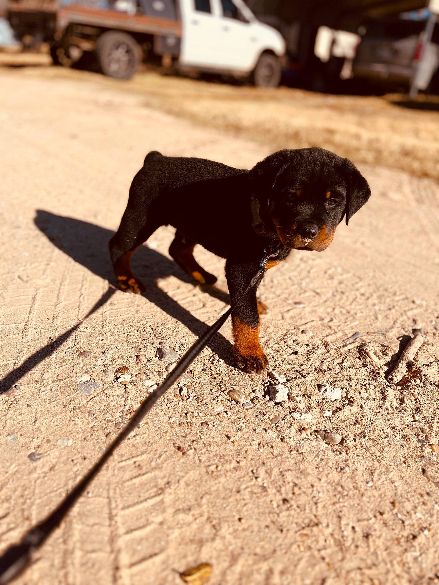 Moose joined the competition — help win amazing prizes! asphalt, automotive_tire, carnivore, companion_dog, dog, dog_breed, landscape, liver, road_surface, shadow, soil, tail, terrestrial_animal, tints_and_shades, tire, truck, vehicle, wheel, wood, working_animal