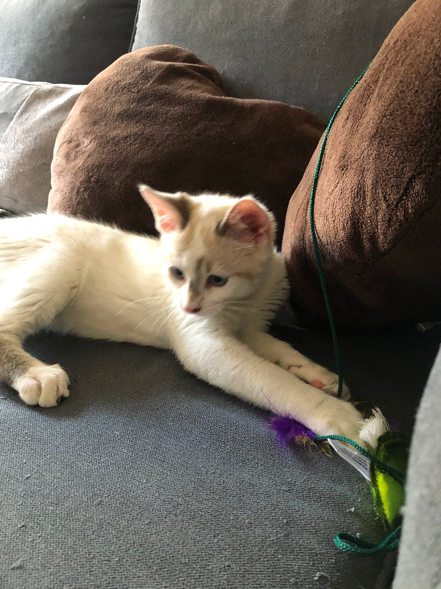 Viko participe au concours pour gagner de l'argent avec cette photo : accessories, angora, animal, architecture, building, cat, couch, cushion, furniture, homedecor, indoors, kitten, leash, livingroom, manx, person, pet, siamese, sleeping, strap