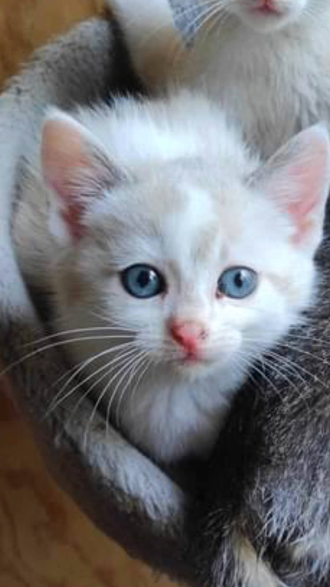 Viko a rejoint le concours — aidez-le/la à gagner de superbes lots ! abyssinian, angora, animal, cat, kitten, manx, pet, siamese