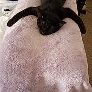 Moussa is registered to the contest to win money with this photo: animal, bed, black_cat, blanket, cat, cozy, ears, funny_pose, fur, home, indoors, lying_down, pet, pink_blanket, portrait, relaxed, sleeping, sprawled, tail, whiskers
