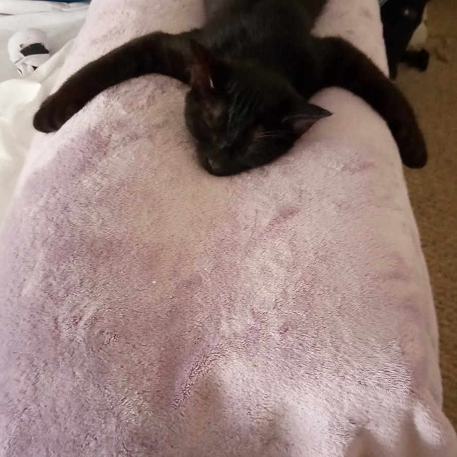 Moussa