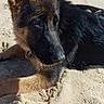 Rodger participe au concours pour gagner de l'argent avec cette photo : alert, animal, beach, black_and_tan, canine, close_up, dog, fur, german_shepherd, large_ears, lying_down, outdoor, pet, portrait, puppy, relaxed, sand, shoreline, smartphone_photo, sunlight
