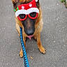 Rodger a rejoint le concours — aidez-le/la à gagner de superbes lots ! blue_leash, christmas, costume, dog, festive, german_shepherd, holiday, leash, outdoor, pet, photography, portrait, red_accessories, santa_hat, sidewalk, standing, street, sunglasses, tongue_out, urban