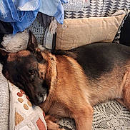 Rodger participe au concours pour gagner de l'argent avec cette photo : animal, black_dog, blankets, brown_dog, couch, cozy, crochet, cuddling, dogs, furry, home, indoors, pets, pillows, portrait, puppies, relaxed, resting, sleeping, spooning