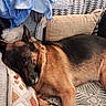 animal, black_dog, blankets, brown_dog, couch, cozy, crochet, cuddling, dogs, furry, home, indoors, pets, pillows, portrait, puppies, relaxed, resting, sleeping, spooning