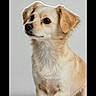 Brittany Spears is registered to the contest to win money with this photo: animal, calm, canine, crossed_paws, cute, dog, domestic_animal, ears, four_legs, fur, indoor, light_fur, looking_sideways, pet, portrait, sitting, snout, studio, white_background, young_dog