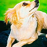 dog, canine, pet, animal, fur, light_colored, lying_down, outdoor, green_background, grass, curious, attentive, ears, snout, paw, portrait, companion, cute, domestic_animal, relaxed