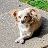 dog, small_dog, outdoor, grass, concrete, sunlight, pet, animal, relaxed, casual, sidewalk, daytime, fur, canine, nature, resting, front_paws, portrait, domestic_animal, cute