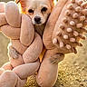 animal, beige, closeup, curious, cute, daylight, dog, ears, nature, outdoor, pavement, pet, playful, plush_toy, portrait, small_dog, soft_texture, sunlight, toy, warm_light
