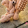 animal, closeup, concrete, cute, dog, grass, outdoor, path, pet, playing, plush_toy, portrait, reels, screenshot, small_dog, social_media, sunlight, text_overlay, toy, user_interface