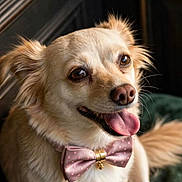 Brittany Spears joined the competition — help win amazing prizes! dog, puppy, pet, animal, portrait, close_up, happy, smiling, tongue, bow_tie, pink, fluffy, long_hair, brown_fur, sitting, indoors, blanket, wood_paneling, adorable, photography