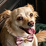 dog, puppy, pet, animal, portrait, close_up, happy, smiling, tongue, bow_tie, pink, fluffy, long_hair, brown_fur, sitting, indoors, blanket, wood_paneling, adorable, photography