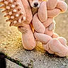 animal, background_blur, brown_dog, closeup, cute, daylight, dog, funny, fur, grass, holding, nature, outdoor, pet, playing, plush_toy, small_dog, stone, sunlight, toy