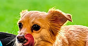 Brittany Spears is registered to the contest to win money with this photo: dog, small_dog, golden_fur, tongue_out, licking, pet, animal, outdoor, grass, blurred_background, cute, playful, resting, canine, domestic_animal, fur, ears, alert, lying_down, portrait