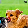 dog, small_dog, golden_fur, tongue_out, licking, pet, animal, outdoor, grass, blurred_background, cute, playful, resting, canine, domestic_animal, fur, ears, alert, lying_down, portrait