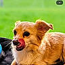 Brittany Spears joined the competition — help win amazing prizes! dog, tongue_out, licking, brown_fur, pet, cute, lying_down, outdoor, green_background, social_media, screenshot, animal, fur, small_dog, black_surface, playful, alert, ears_up, friendly, companion