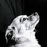 adorable, animal, black_and_white, calm, closeup, companion, cozy, cute, dog, domestic_animal, fluffy, furry, indoor, looking_up, mammal, pet, portrait, resting, side_view, soft_light