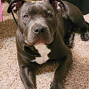 Dozer is registered to the contest to win money with this photo: dog, pitbull, gray_dog, white_patch, carpet, indoor, pet, animal, canine, resting, looking_at_camera, furniture, toys, floor, mammal, domestic_animal, portrait, close_up, laying_down, ears