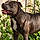 Dozer